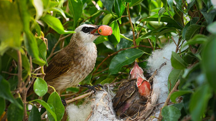 Mother bird feeding bapy birds in a nest of yellow-vented bulbul (Pycnonotus goiavier)