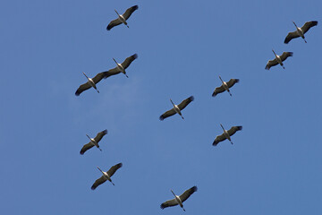 flugbild von ziehenden kranichen am blauen himmel