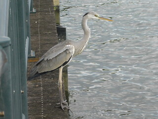 川岸で羽を休めるアオサギ