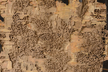 closeup background and texture of nest termite at wooden wall