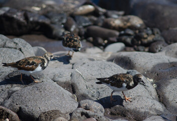 Ruddy turnstones Arenaria interpres in Arinaga. Aguimes. Gran Canaria. Canary Islands. Spain.