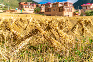 The view of traditional old small tibetan remote village and family house on Tibet
