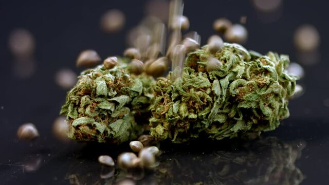 Cannabis seeds falling on dried buds. Medical marijuana, close up.