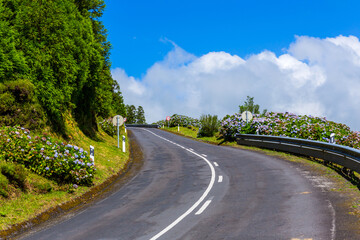 Fototapeta premium road surrounded by green vegetation