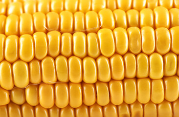 Close-up shot of a part of a peeled ripe corncob. Food background concept.