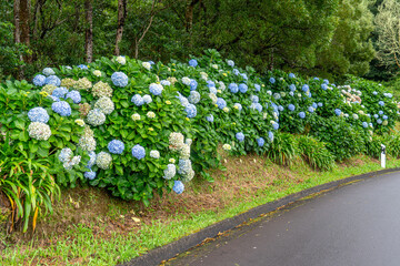 Azores Hortensia flowers on Sao Miguel Island are growing by the roadside	
