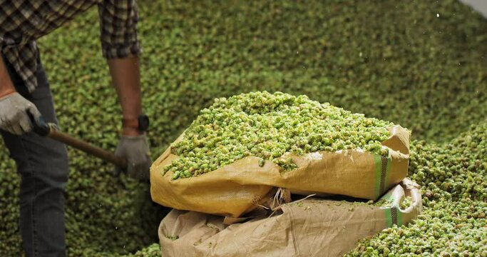 A hops plantation worker shovels the dried hop cones into a transport bag.