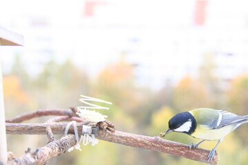 great tit caught a wasp