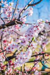 Abricotier en fleur dans la campagne fran&ccedil;aise.