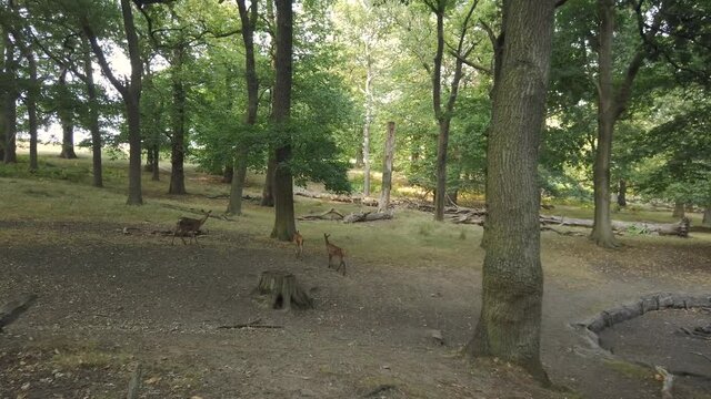 Young roe deers wandering around, exploring the forest and searching for food.