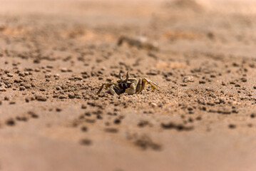Crab in a beach of Goa, India