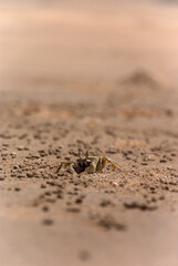 Crab in a beach of Goa, India