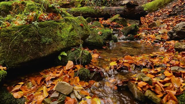 A stream and waterfall in the Carpathians among the autumn beech forest, large stones with green moss and fallen leaves of trees. Fallen autumn leaves in a mountain stream. concept of virgin nature. 