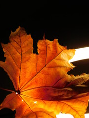 yellow maple leaf on black background