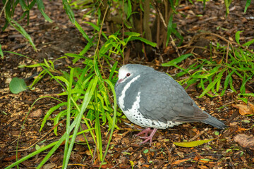 A wonga pigeon (Leucosarcia melanoleuca) in Victoria state of Australia