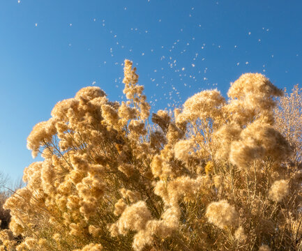 Dry autumn chamisa in front of the blue sky in Colorado on a sunny October day