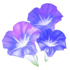 アサガオ_violet