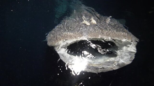 Big whale shark (Rhincodon typus) feeding on plancton behind boat at night and swims in blue water in Maldives,Bohol Sea, Oslob, Cebu, Philippines, Southeast Asia.
