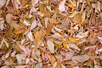 Beautiful autumn background of yellow fallen leaves. Wallpaper. Autumn, September, October, November concept.