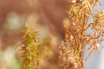 Obraz premium Sprigs of weed cannabis with frostbitten and dried leaves in late autumn. Selective focus, close-up.