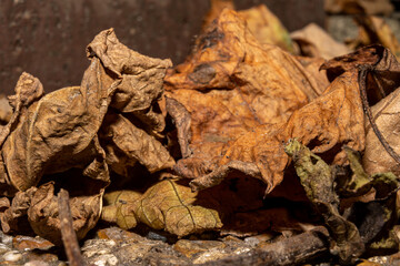 A closeup picture of brown autumn leaves. Picture from Malmo, southern Sweden
