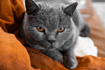 Gray chartreux cat with a yellow eyes on a couch.