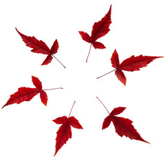 Autumn leaves beautiful red isolated white background.