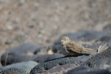 Juvenile Spanish sparrow Passer hispaniolensis in Arinaga. Aguimes. Gran Canaria. Canary Islands. Spain.
