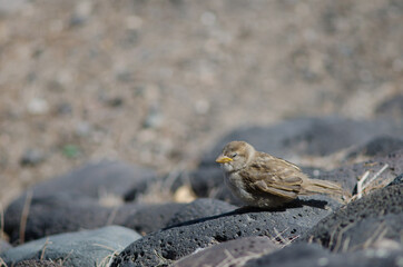 Juvenile Spanish sparrow Passer hispaniolensis in Arinaga. Aguimes. Gran Canaria. Canary Islands. Spain.