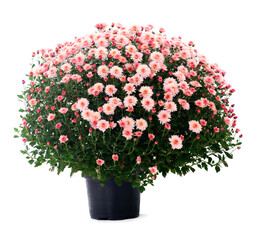 Chrysanthemum flowers in pot.