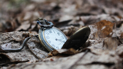 old pocket watch on dry foliage