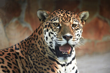 Portrait of a beautiful leopard close-up big wild cat plays