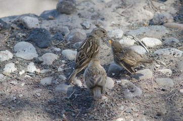 Female Spanish sparrow Passer hispaniolensis feeding to her chicks. Arinaga. Aguimes. Gran Canaria. Canary Islands. Spain.