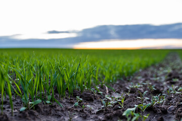 Close up young wheat seedlings growing in a field. Green wheat growing in soil. Close up on sprouting rye agriculture on a field in sunset. Sprouts of rye. Wheat grows in chernozem planted in autumn.