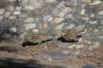 Young Spanish sparrows Passer hispaniolensis in Arinaga. Aguimes. Gran Canaria. Canary Islands. Spain.