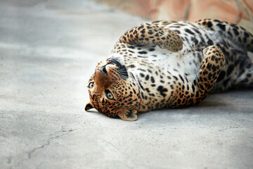 Portrait of a beautiful leopard close-up big wild cat plays
