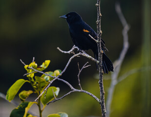 blackbird on a branch