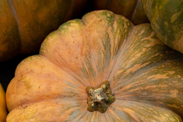 Background of a lot of colorful pumpkins