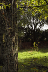 Fototapeta premium Close up branch with leaves. Tree in the forest. Environment concept. Clear air. Vertical orientation 