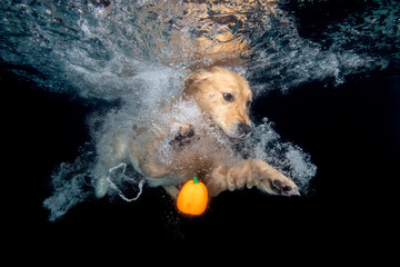 Golden retriever dog  looking under water with orange halloween pumpkin