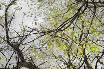 Tops of the trees in the forest. Bottom-up view. Autumn nature background
