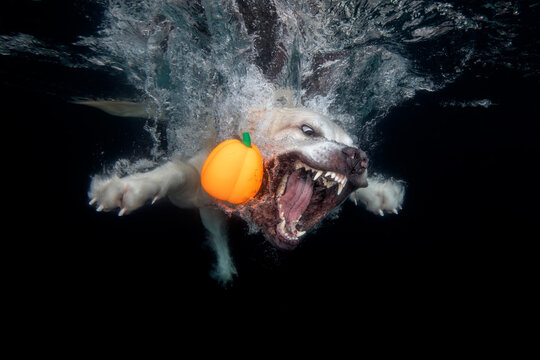 Golden retriever dog with orange halloween pumpkin under water showing teeth