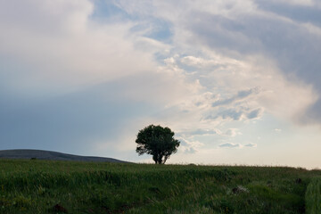 Fototapeta na wymiar A lonely tree on the horizon in the field with dramatic sky. Landscape of the field with a tree. Loneliness background. 