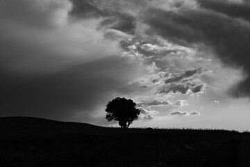 A lonely tree on the horizon in the field with dramatic sky. Landscape of the field with a tree. Loneliness background. 