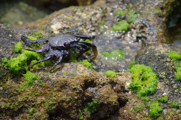 Rock crab Grapsus adscensionis in Arinaga. Aguimes. Gran Canaria. Canary Islands. Spain.