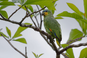 Orange-winged Amazon (Amazona amazonica) in Cuyabeno Wildlife Reserve (Amazonia, Ecuador)