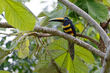 Many-banded Aracari (Pteroglossus pluricinctus) - Cuyabeno Wildlife Reserve (Amazonia, Ecuador)