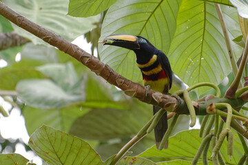 Many-banded Aracari (Pteroglossus pluricinctus) - Cuyabeno Wildlife Reserve (Amazonia, Ecuador)