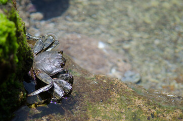 Rock crab Grapsus adscensionis in Arinaga. Aguimes. Gran Canaria. Canary Islands. Spain.