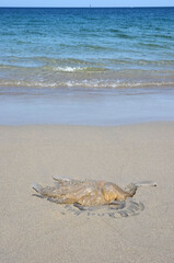 Jellyfish washed up on a beach (Méduse échouée sur une plage). Medusozoa.